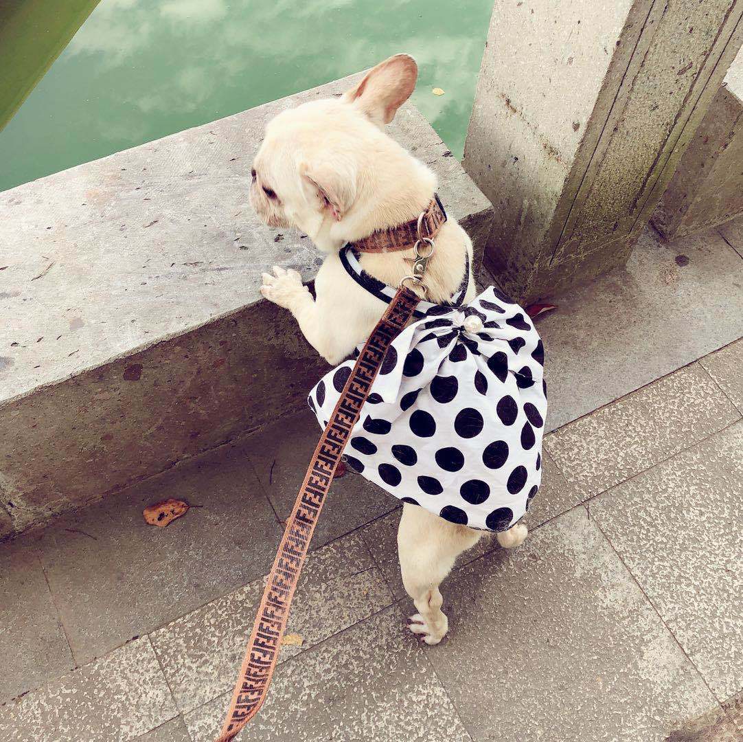 Dog Black Cute Tutu Skirt