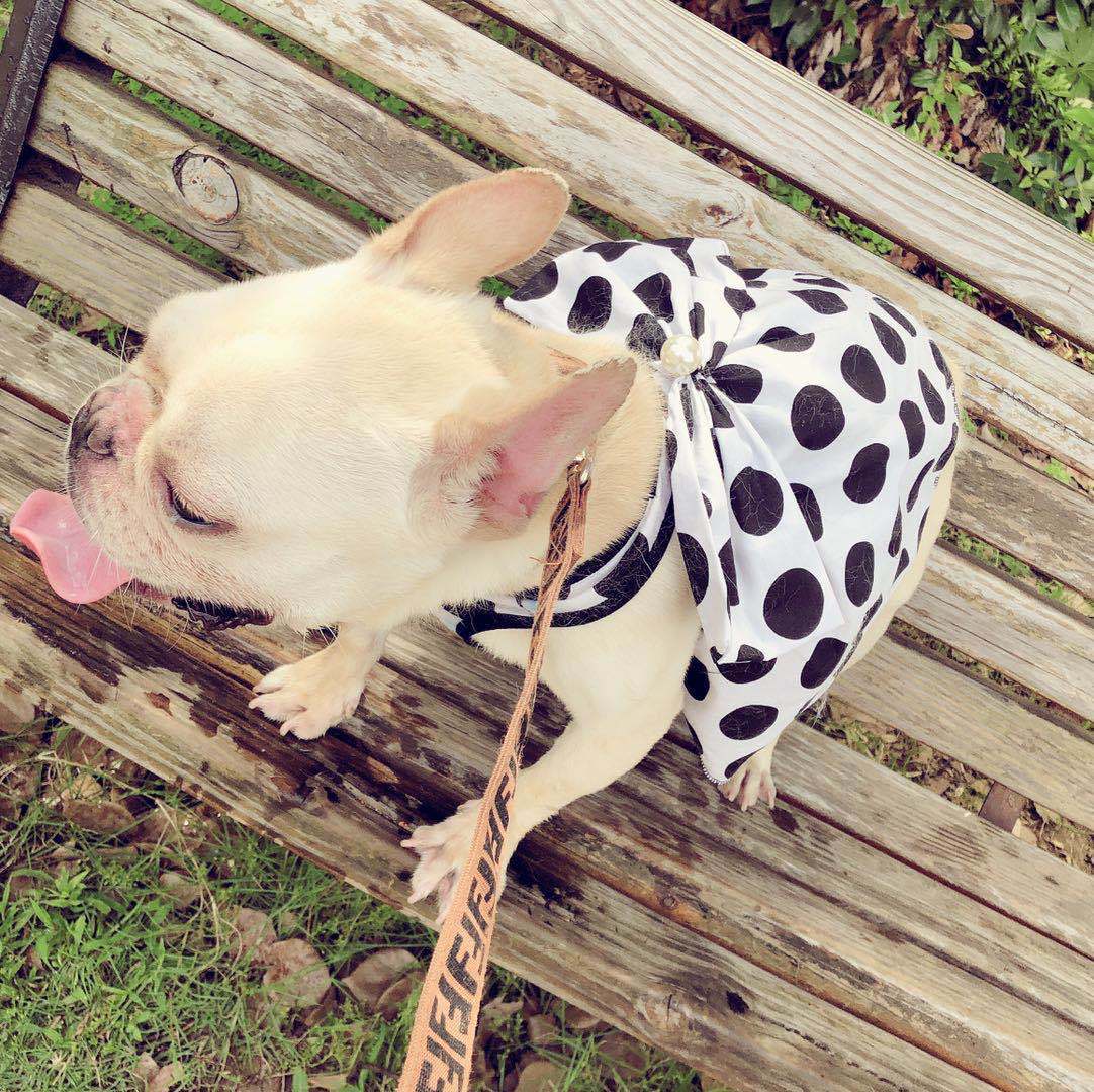 Dog Black Cute Tutu Skirt
